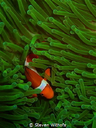 Clown fish in green anemone by Steven Withofs 